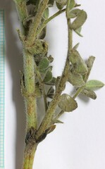 Astragalus succumbens