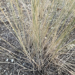 Pseudoroegneria spicata