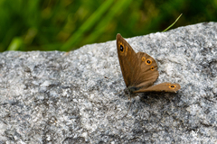 Lasiommata