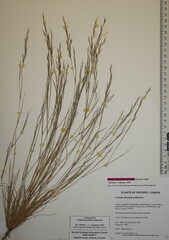 Aristida dichotoma