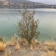 Amelanchier alnifolia