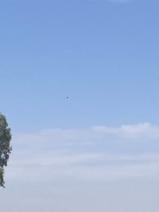 Buteo jamaicensis