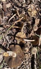 Psilocybe caerulescens