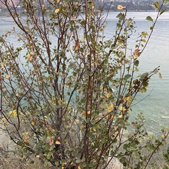 Amelanchier alnifolia