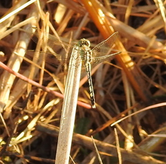 Diplacodes trivialis
