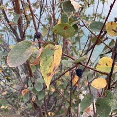 Amelanchier alnifolia