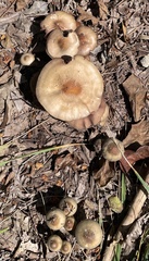Psilocybe caerulescens
