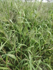 Panicum dichotomiflorum