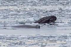 Megaptera novaeangliae australis