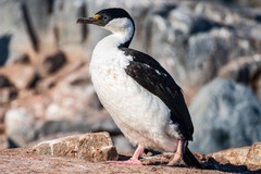 Leucocarbo bransfieldensis