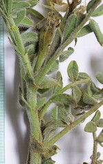 Astragalus succumbens