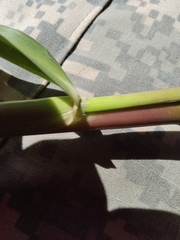 Panicum dichotomiflorum