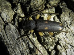 Tylonotus bimaculatus