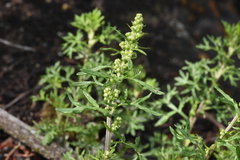 Artemisia michauxiana
