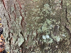Parmeliaceae