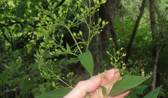 Scrophularia marilandica