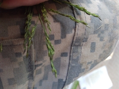 Panicum dichotomiflorum