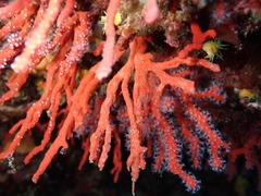 Corallium rubrum