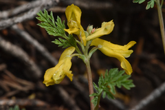 Corydalis aurea