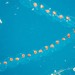 Typical Salps - Photo (c) Dan Harville, some rights reserved (CC BY-SA), uploaded by Dan Harville