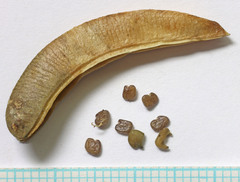 Astragalus succumbens