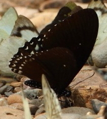 Papilio castor