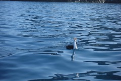Leucocarbo bransfieldensis