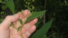 Scrophularia marilandica