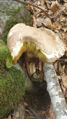 Boletus reticulatus