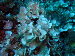 Padina pavonica