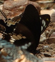Papilio nephelus