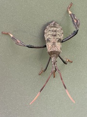 Acanthocephala femorata