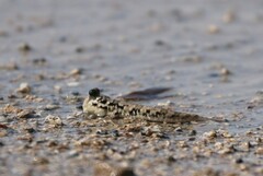 Periophthalmus argentilineatus