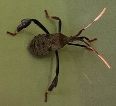 Acanthocephala femorata