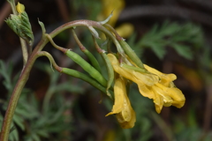 Corydalis aurea