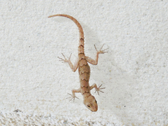 Mediodactylus heterocercus