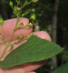 Scrophularia marilandica