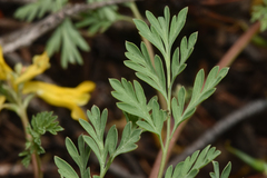 Corydalis aurea