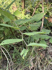 Ulmus