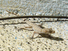 Mediodactylus heterocercus
