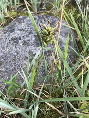 Platanthera blephariglottis