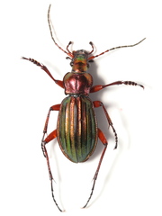 Carabus auronitens