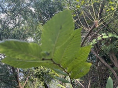 Ulmus