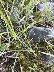 Platanthera blephariglottis