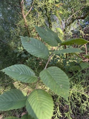 Ulmus