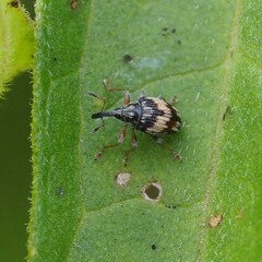 Nanophyes marmoratus
