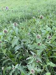 Centaurea phrygia pseudophrygia