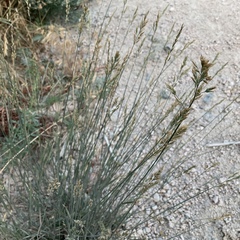 Poa compressa