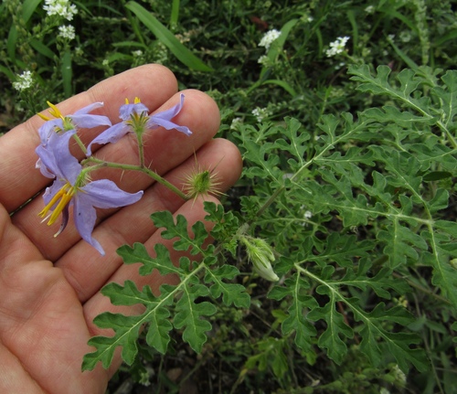 Solanum citrullifolium, photograph 6