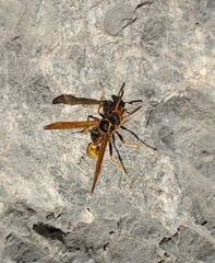 Mischocyttarus flavitarsis